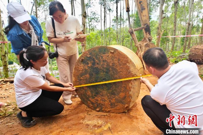 广西北流出土千年铜鼓 极具考古价值,广西北流出土千年铜鼓 极具考古价值